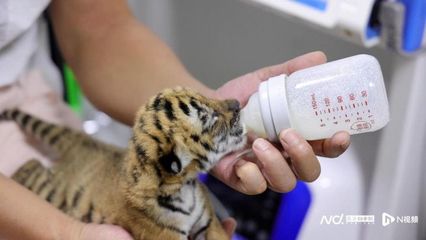 &ldquo;与虎为伴&rdquo;是种什么体验? 韶关华南虎园&ldquo;奶爸&rdquo;畅谈养虎经